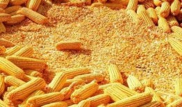 速食玉米爆料视频大全集,视频大全集深度解析